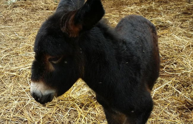 Casale Della Pergola Eco-friendly by the sea - Foto 31