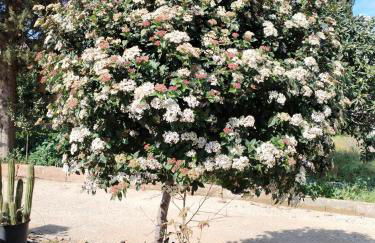 La dimora salentina - Foto 25