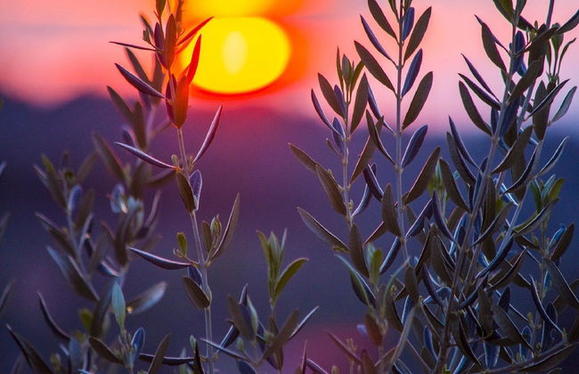 Villa Roza - One Bedroom With Swimming Pool - Photo 36