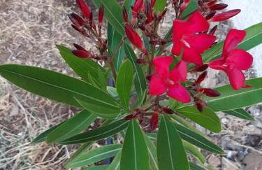 Annika's Summer Dream - Foto 38