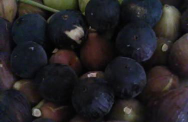 Macchia Salentina - Foto 17