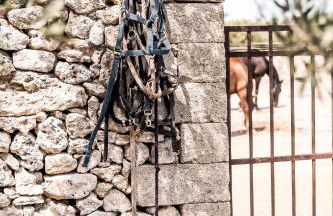 Masseria Prosperi - Photo 76
