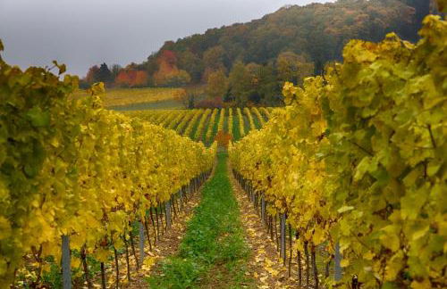 Ferienhaus Palatini - Foto 19