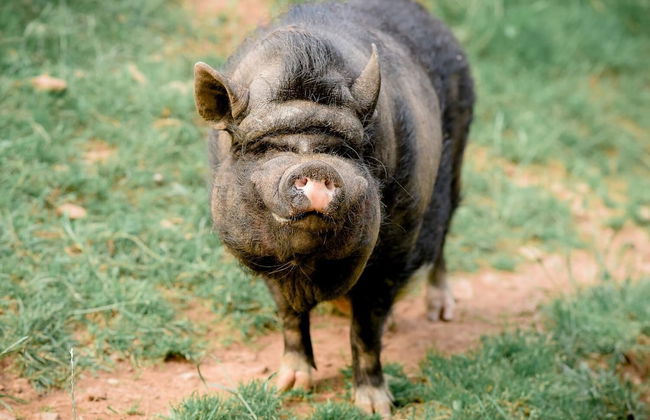 Nengshof - Haus Königskerze - Photo 23