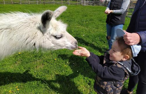 Pensjonat Przy Stajni - Foto 8