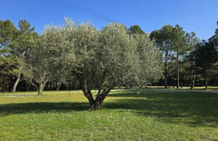 Domaine familial avec grand parc et piscine - Foto 8