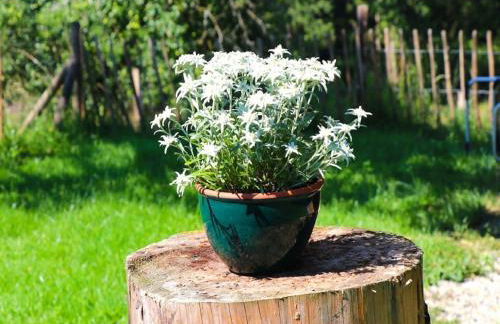 Ferienwohnungen Berger - Foto 3