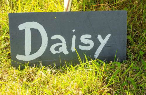 Daisy at Blancas Bell Tents - Foto 8