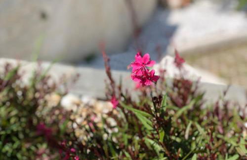 Elia & Meli Studio - Foto 15