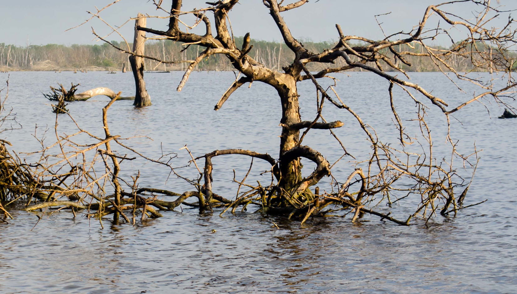 Ciénaga Grande de Santa Marta Day Trip