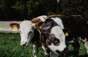 4 Sterne Ferienwohnung Hochries - Foto 10