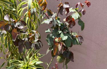 Chalé Ubajara - Foto 27