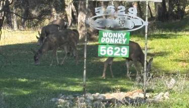 Wonky Donkey Den 30 mi to Yosemite Arch Entrance - Foto 4