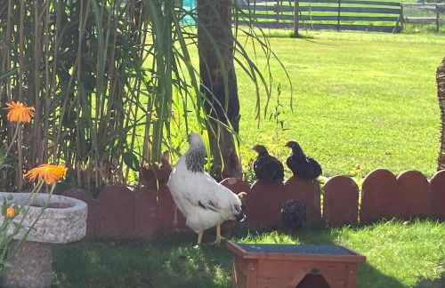 Ferienhaus Zillendorf - Foto 7