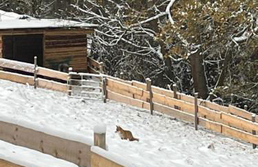 Tinyhaus Liho - Foto 15