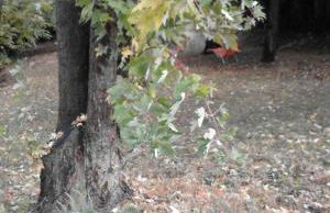 Casa Ramonda - Foto 20