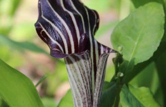 Modern Cottage with Peeks of Ocean Views - Foto 13