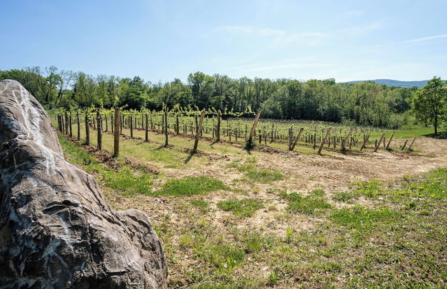 Tourist Farm Valic - Apartment and Winery - Photo 31