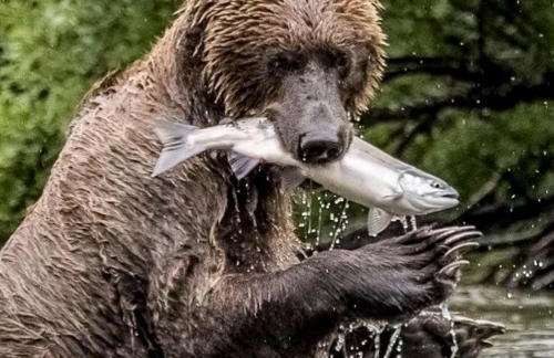 Riverfront Cabin Rental with All Meals Included inside Katmai National Park on the Alagnak Wild River, Alaska - Foto 6