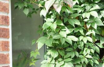 The Blue house on the wall - Foto 63