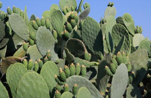 Niriides Studios - Foto 28