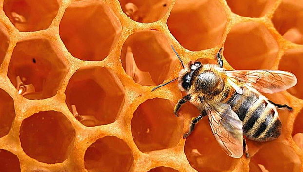 Vista detalle de una abeja en un panal