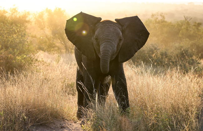 Simbavati River Sands - Photo 14