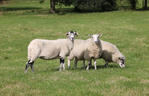 Stoney Cliffe Farm - Photo 39