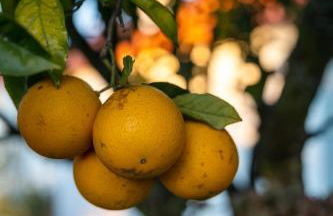 Na Quinta- alojamento rural com piscina de água salgada - Foto 44