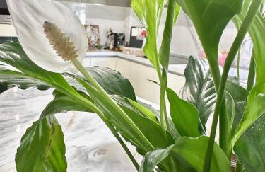 11 11 apartment,12minutes from the Aristotelous square - Foto 8