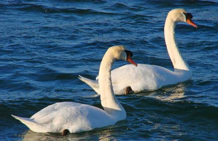 Studio Apartment Maslina - Photo 45