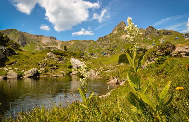 Steindlwald - Foto 9