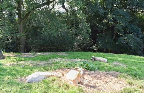 Drumble Lodge - Foto 20