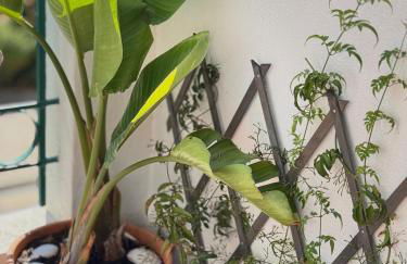 Jardim de Cascais - Foto 7