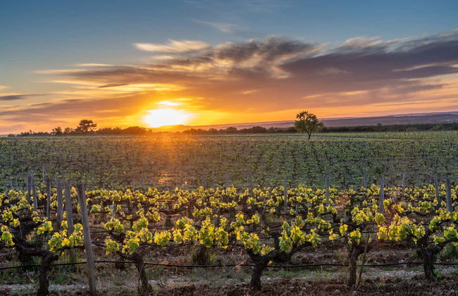 Visite du domaine Finca Torremilanos - Photo 7