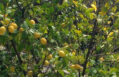 Villa Alba Chiara - Foto 14