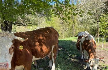 Lauenhainer Alm - Foto 27