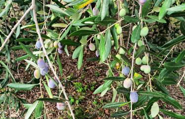 Casa Maria - Foto 18