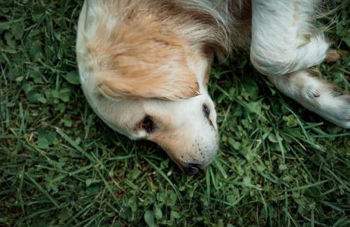 Feriendomizil Alter Garten - Photo 32