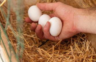 Agriturismo Le Forre del Treja (La Villa) - Foto 47