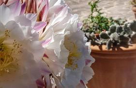 Sonnellino in Maremma - Foto 52