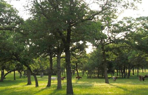 Romantic and Unique Tree House Rental on a Private Ranch in Central Texas - Foto 19