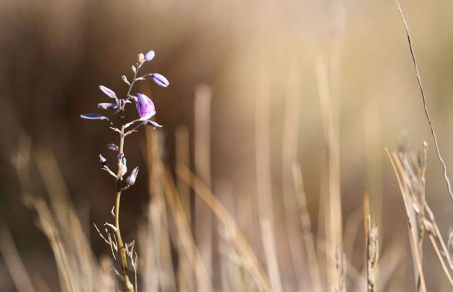 Pichi Richi Park - Foto 14