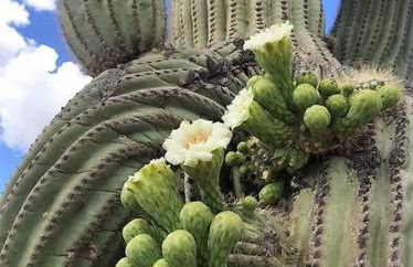 Rio Rancho Verde Two Bedroom Suite - Foto 15