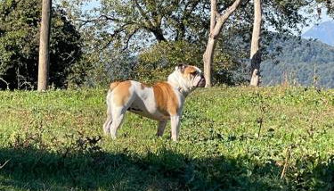 Mas Gelabertó - Foto 5