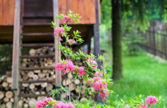 Agroturystyka Wzgórze Magnolii - Foto 22