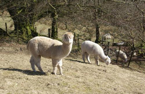Inviting 2-bed Cottage in Newcastle Emlyn - Foto 34