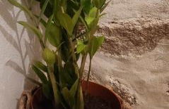 Casa da Aldeia 2 Belmonte - Foto 14