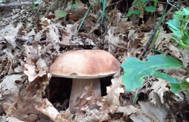 Il Rifugio nel Comero - Foto 10