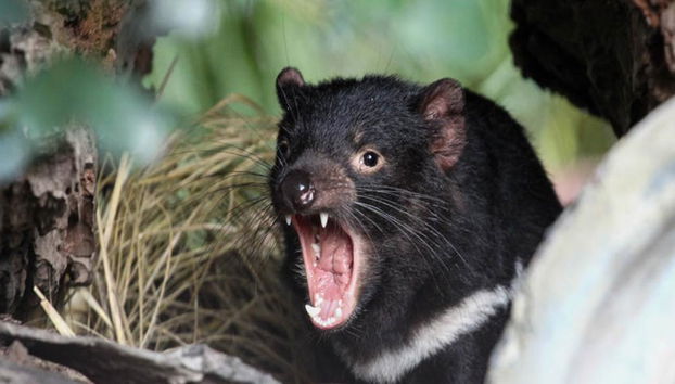 Santuario dei koala di Lone Pine - Foto 2